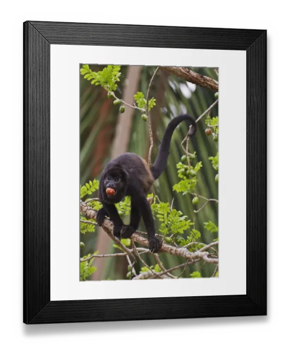 Framed Print : Mantled Howler Monkey (Alouatta palliata) adult male, feeding on fruit, standing on branch in fruiting tree Framed Print : Mantled Howler Monkey (Alouatta palliata) adult male, feeding on fruit, standing on branch in fruiting tree