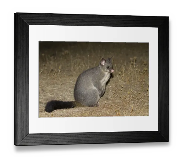 Framed Print : Common Brushtail Possum (Trichosurus vulpecula) adult, at night, Maria Island N. P. Tasmania, Australia, February