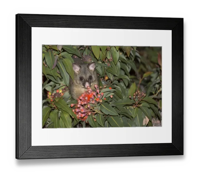 Framed Print : Common Brushtail Possum (Trichosurus vulpecula) adult, feeding on flowers in tree at night, Maria Island N. P Framed Print : Common Brushtail Possum (Trichosurus vulpecula) adult, feeding on flowers in tree at night, Maria Island N. P