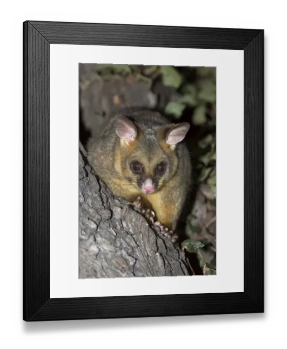 Framed Print : Common Brushtail Possum (Trichosurus vulpecula) adult, on tree at night, Melbourne, Victoria, Australia, February Framed Print : Common Brushtail Possum (Trichosurus vulpecula) adult, on tree at night, Melbourne, Victoria, Australia, February