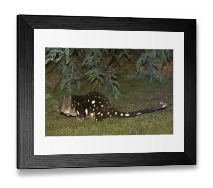 Framed Print : Tiger Quoll (Dasyurus maculatus) adult, feeding at night, near Loongana, Tasmania, Australia, February Framed Print : Tiger Quoll (Dasyurus maculatus) adult, feeding at night, near Loongana, Tasmania, Australia, February