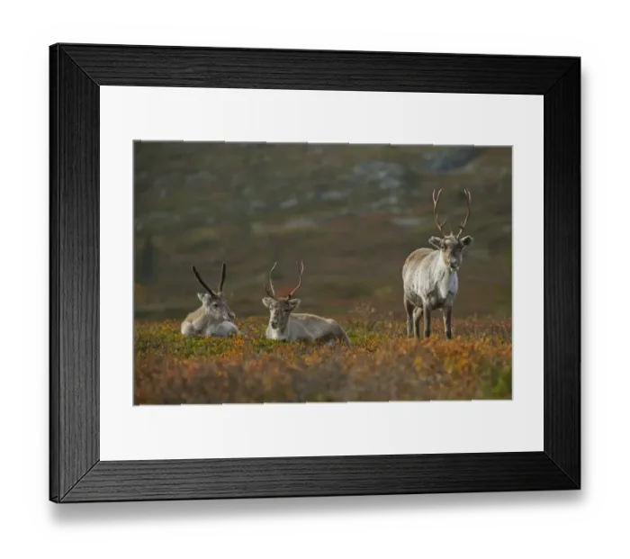 Framed Print : Reindeer (Rangifer tarandus) two adults and calf, resting on fell, Pallas-Yllastunturi N. P Framed Print : Reindeer (Rangifer tarandus) two adults and calf, resting on fell, Pallas-Yllastunturi N. P