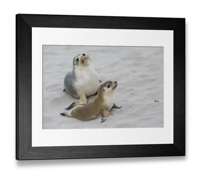 Framed Print : Australian Sealion (Neophoca cinerea) adult female and pup, on sandy beach, Seal Bay, Kangaroo Island, South Australia