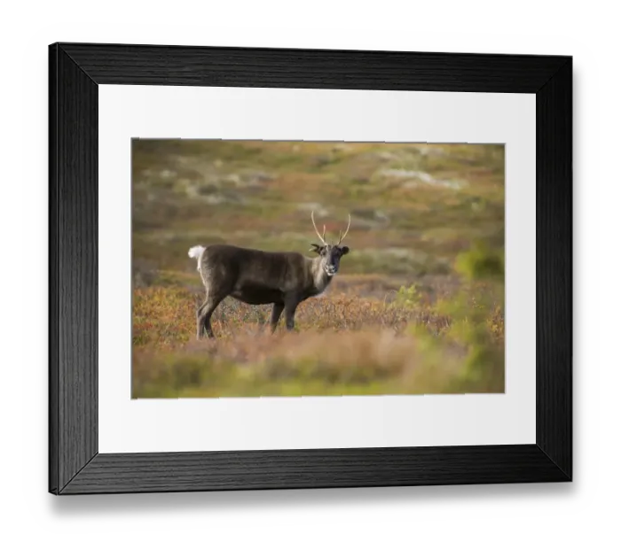 Framed Print : Reindeer (Rangifer tarandus) adult, standing on fell, Pallas-Yllastunturi N. P. Lapland, Northwest Finland, September Framed Print : Reindeer (Rangifer tarandus) adult, standing on fell, Pallas-Yllastunturi N. P. Lapland, Northwest Finland, September