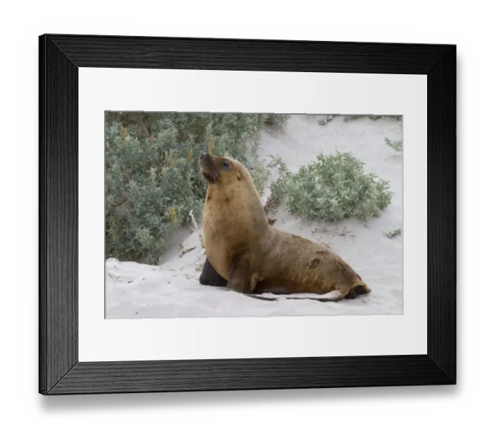 Framed Print : Australian Sealion (Neophoca cinerea) adult male, on sandy beach, Seal Bay, Kangaroo Island, South Australia