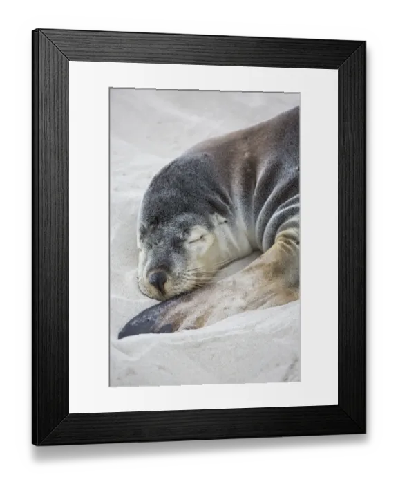 Framed Print : Australian Sealion (Neophoca cinerea) adult female, close-up of head and front flipper, sleeping on sandy beach Framed Print : Australian Sealion (Neophoca cinerea) adult female, close-up of head and front flipper, sleeping on sandy beach