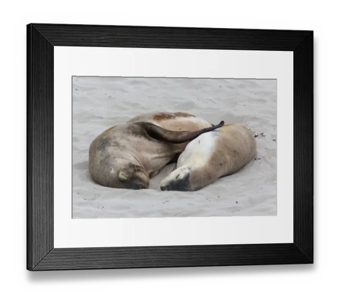 Framed Print : Australian Sealion (Neophoca cinerea) adult pair, sleeping on sandy beach, Seal Bay, Kangaroo Island, South Australia Framed Print : Australian Sealion (Neophoca cinerea) adult pair, sleeping on sandy beach, Seal Bay, Kangaroo Island, South Australia