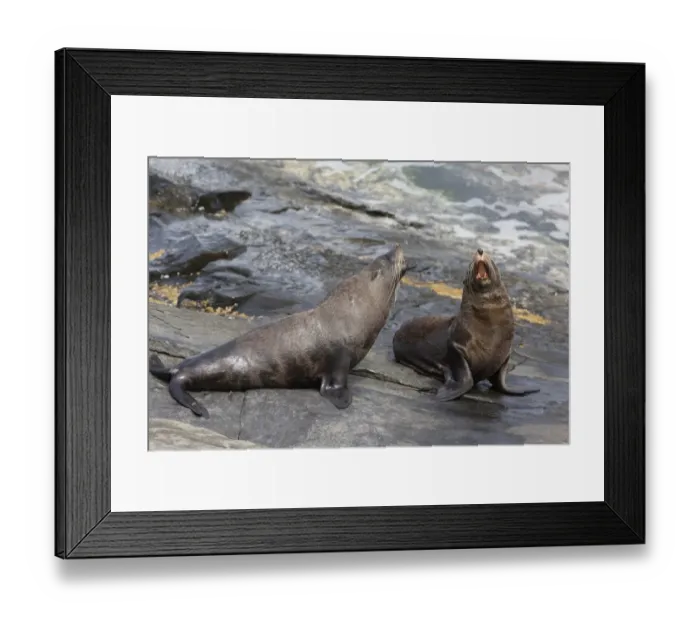 Framed Print : New Zealand Fur Seal (Arctocephalus forsteri) two adult males, fighting on rocks, Flinders Chase N. P Framed Print : New Zealand Fur Seal (Arctocephalus forsteri) two adult males, fighting on rocks, Flinders Chase N. P