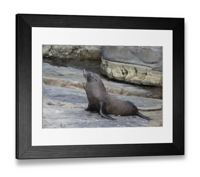 Framed Print : New Zealand Fur Seal (Arctocephalus forsteri) adult, on rocks, Flinders Chase N. P