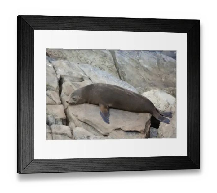 Framed Print : New Zealand Fur Seal (Arctocephalus forsteri) adult, sleeping on rocks, Flinders Chase N. P