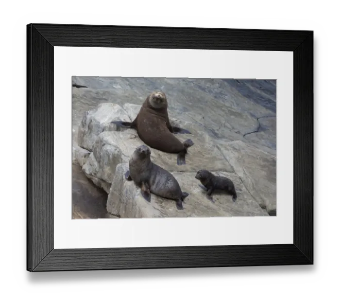 Framed Print : New Zealand Fur Seal (Arctocephalus forsteri) adult male, female and pup, on rocks, Flinders Chase N. P