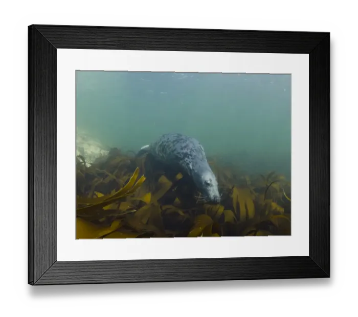 Framed Print : Grey Seal (Halichoerus grypus) pup, swimming over kelp bed underwater, Farne Islands, Northumberland, England, June Framed Print : Grey Seal (Halichoerus grypus) pup, swimming over kelp bed underwater, Farne Islands, Northumberland, England, June