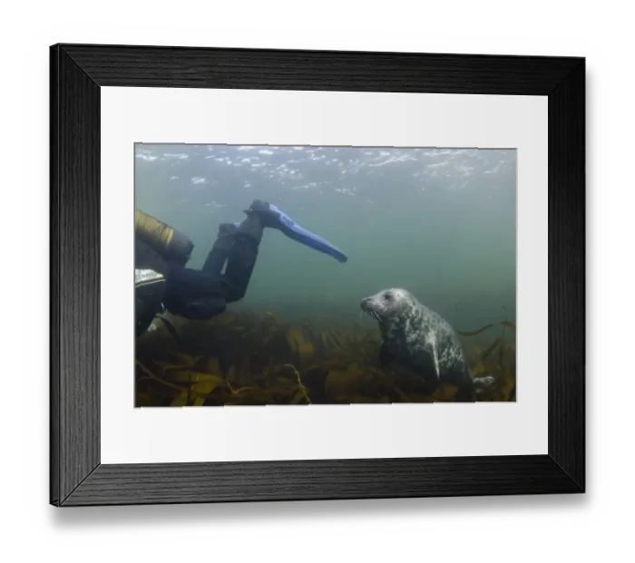 Framed Print : Grey Seal (Halichoerus grypus) pup, fin nibbler swimming behind scuba diver over kelp bed underwater, Farne Islands