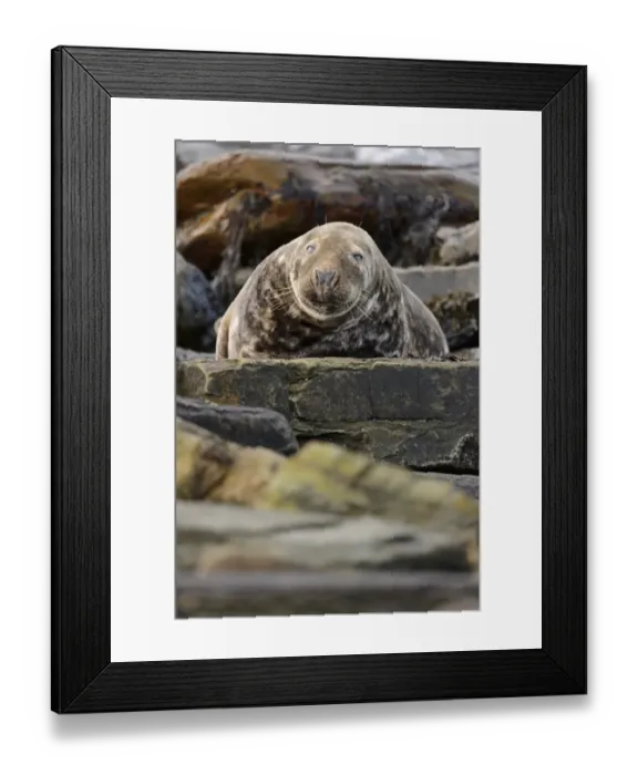 Framed Print : Grey Seal (Halichoerus grypus) adult male, resting amongst rocks on beach, Duncansby Head, Caithness, Scotland Framed Print : Grey Seal (Halichoerus grypus) adult male, resting amongst rocks on beach, Duncansby Head, Caithness, Scotland