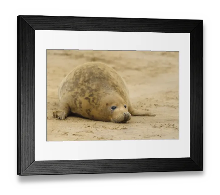 Framed Print : Grey Seal (Halichoerus grypus) adult female, resting on beach, Donna Nook, Lincolnshire, England, November Framed Print : Grey Seal (Halichoerus grypus) adult female, resting on beach, Donna Nook, Lincolnshire, England, November
