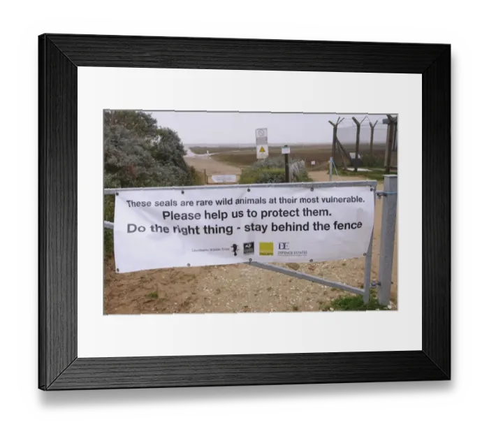 Framed Print : Grey Seal (Halichoerus grypus) pupping beach with Stay behind the fence notice on gate, Donna Nook, Lincolnshire Framed Print : Grey Seal (Halichoerus grypus) pupping beach with Stay behind the fence notice on gate, Donna Nook, Lincolnshire