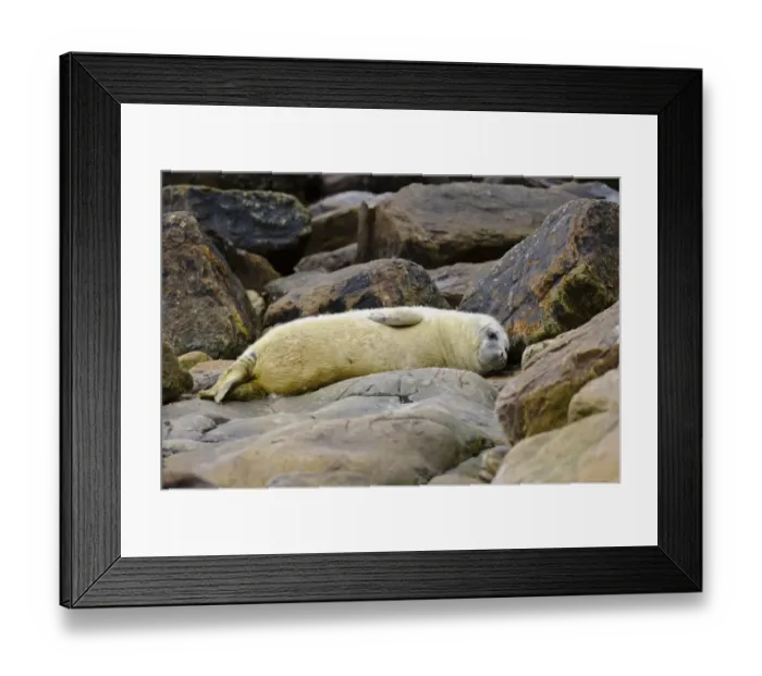 Framed Print : Grey Seal (Halichoerus grypus) whitecoat pup, resting amongst rocks on beach, Orkney, Scotland, November Framed Print : Grey Seal (Halichoerus grypus) whitecoat pup, resting amongst rocks on beach, Orkney, Scotland, November