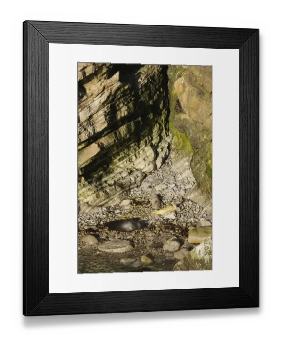 Framed Print : Grey Seal (Halichoerus grypus) adult female and whitecoat pup, resting on beach in rocky cove habitat, Orkney Framed Print : Grey Seal (Halichoerus grypus) adult female and whitecoat pup, resting on beach in rocky cove habitat, Orkney