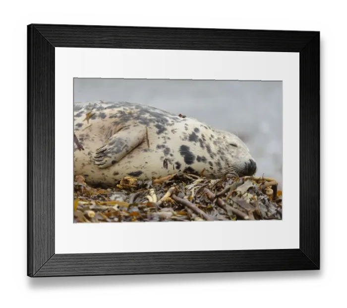 Framed Print : Grey Seal (Halichoerus grypus) adult female, sleeping on wrack covered beach, Orkney, Scotland, November Framed Print : Grey Seal (Halichoerus grypus) adult female, sleeping on wrack covered beach, Orkney, Scotland, November