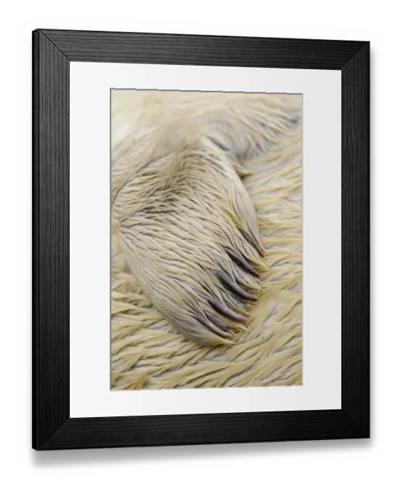 Framed Print : Grey Seal (Halichoerus grypus) whitecoat pup, close-up of flipper, Orkney, Scotland, November Framed Print : Grey Seal (Halichoerus grypus) whitecoat pup, close-up of flipper, Orkney, Scotland, November