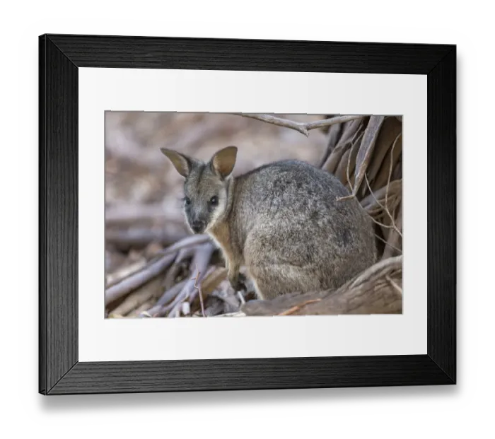 Framed Print : Tammar Wallaby (Macropus eugenii) adult, Kangaroo Island, South Australia, Australia, February Framed Print : Tammar Wallaby (Macropus eugenii) adult, Kangaroo Island, South Australia, Australia, February