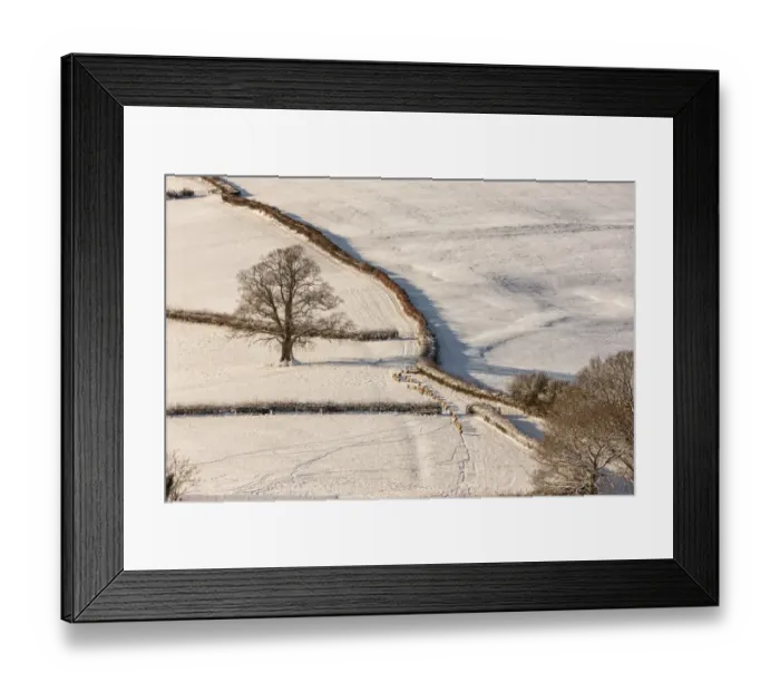 Framed Print : Domestic Sheep, flock, walking through gateway in snow covered pasture at dawn, near Wolvesnewton, Cobblers Plain Framed Print : Domestic Sheep, flock, walking through gateway in snow covered pasture at dawn, near Wolvesnewton, Cobblers Plain