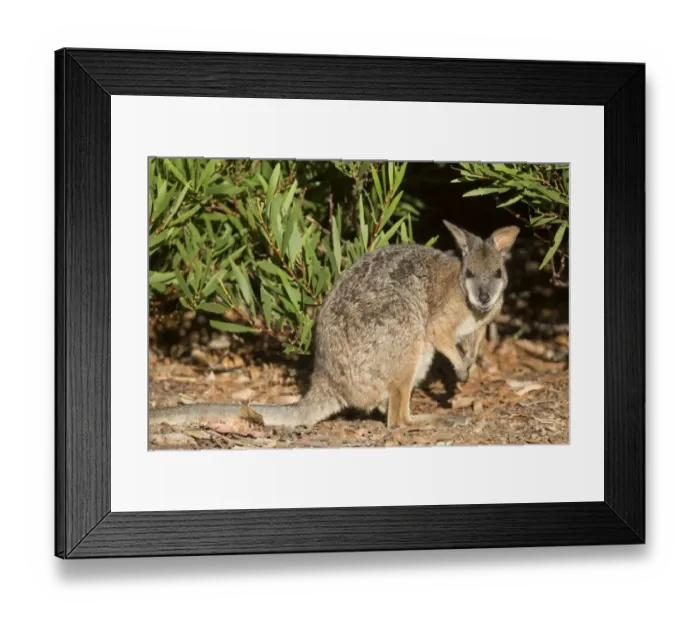 Framed Print : Tammar Wallaby (Macropus eugenii) adult, Kangaroo Island, South Australia, Australia, February Framed Print : Tammar Wallaby (Macropus eugenii) adult, Kangaroo Island, South Australia, Australia, February
