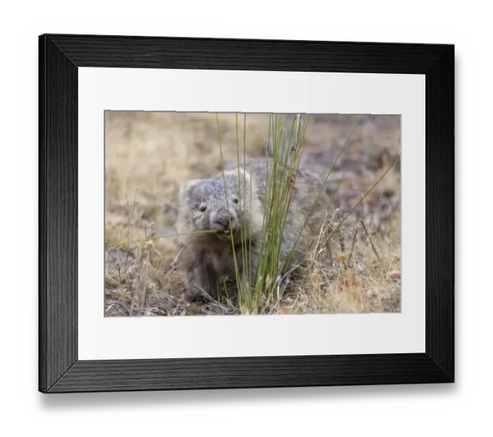 Framed Print : Common Wombat (Vombatus ursinus tasmaniensis) adult, feeding on stems, Maria Island N. P. Tasmania, Australia, February Framed Print : Common Wombat (Vombatus ursinus tasmaniensis) adult, feeding on stems, Maria Island N. P. Tasmania, Australia, February