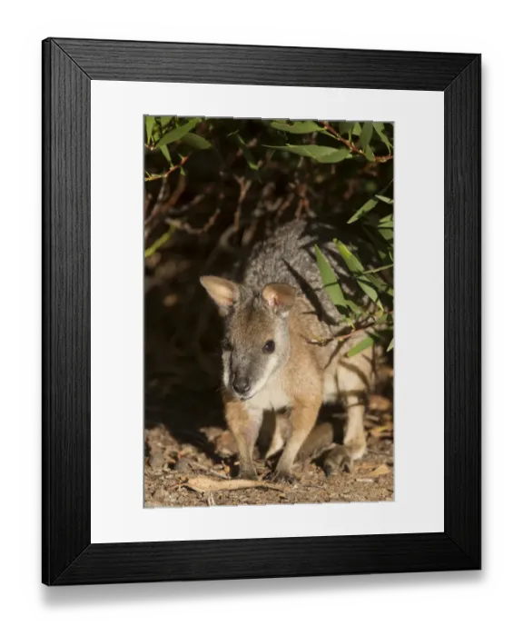 Framed Print : Tammar Wallaby (Macropus eugenii) adult, Kangaroo Island, South Australia, Australia, February Framed Print : Tammar Wallaby (Macropus eugenii) adult, Kangaroo Island, South Australia, Australia, February