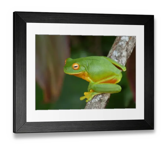 Framed Print : White-lipped Treefrog (Litoria infrafrenata) adult, clinging to branch, Atherton Tableland, Great Dividing Range Framed Print : White-lipped Treefrog (Litoria infrafrenata) adult, clinging to branch, Atherton Tableland, Great Dividing Range
