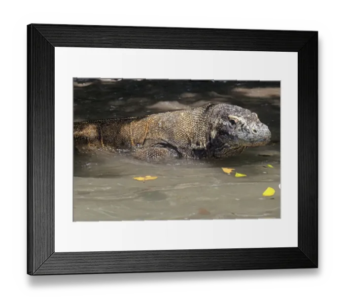 Framed Print : Komodo Dragon (Varanus komodoensis) adult, in shallow water on beach, Komodo N. P Framed Print : Komodo Dragon (Varanus komodoensis) adult, in shallow water on beach, Komodo N. P