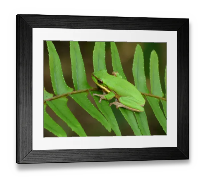 Framed Print : Eastern Dwarf Treefrog (Litoria fallax) adult, resting on fern frond, Atherton Tableland, Great Dividing Range