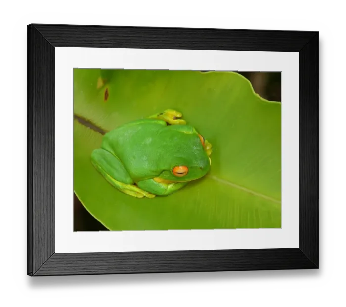 Framed Print : White-lipped Treefrog (Litoria infrafrenata) adult, resting on leaf, Atherton Tableland, Great Dividing Range Framed Print : White-lipped Treefrog (Litoria infrafrenata) adult, resting on leaf, Atherton Tableland, Great Dividing Range