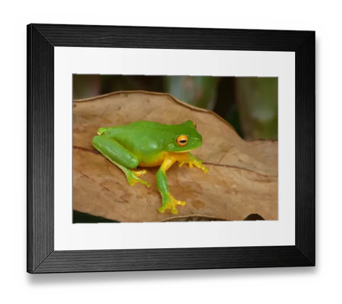 Framed Print : White-lipped Treefrog (Litoria infrafrenata) adult, sitting on dry leaf, Atherton Tableland, Great Dividing Range Framed Print : White-lipped Treefrog (Litoria infrafrenata) adult, sitting on dry leaf, Atherton Tableland, Great Dividing Range