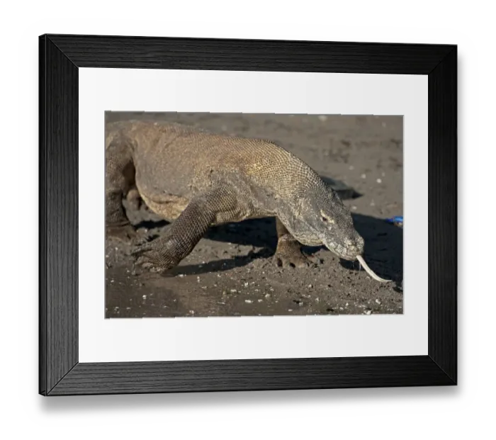 Framed Print : Komodo Dragon (Varanus komodoensis) adult, flicking forked tongue, walking on beach, Komodo N. P Framed Print : Komodo Dragon (Varanus komodoensis) adult, flicking forked tongue, walking on beach, Komodo N. P