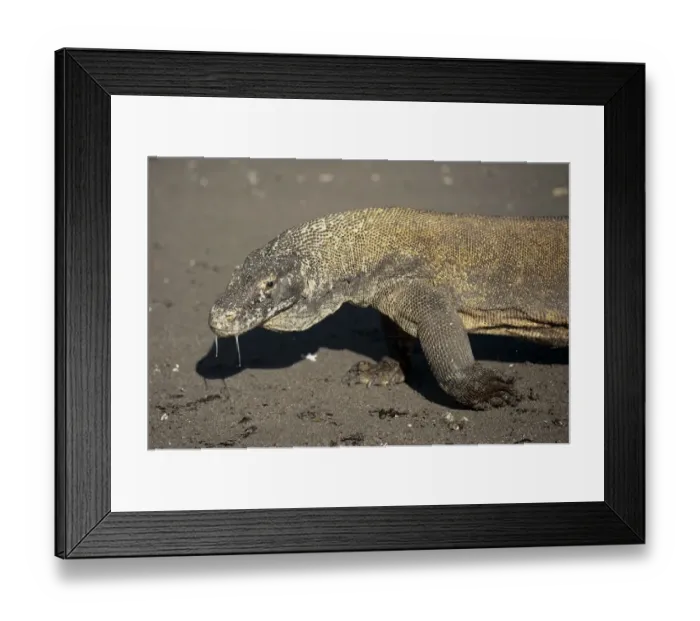 Framed Print : Komodo Dragon (Varanus komodoensis) adult, close-up of head and front legs, drooling saliva, walking on beach Framed Print : Komodo Dragon (Varanus komodoensis) adult, close-up of head and front legs, drooling saliva, walking on beach