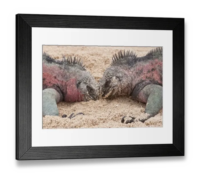 Framed Print : Marine Iguana (Amblyrhynchus cristatus mertensi) two adult males, close-up of heads, fighting on beach Framed Print : Marine Iguana (Amblyrhynchus cristatus mertensi) two adult males, close-up of heads, fighting on beach