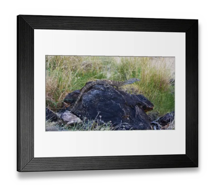 Framed Print : Perentie (Varanus giganteus) adult, resting on rock, Ormiston Gorge, West MacDonnell N. P