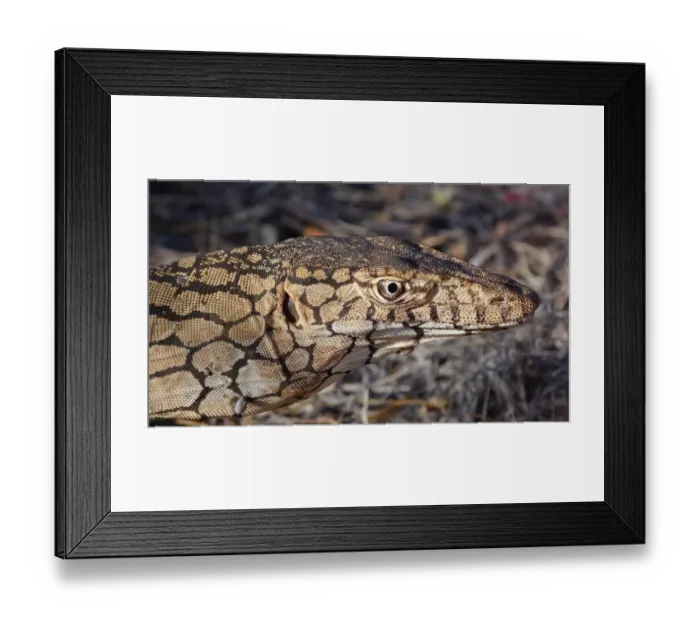 Framed Print : Perentie (Varanus giganteus) adult, close-up of head, with ticks attached to neck skin, Ormiston Gorge