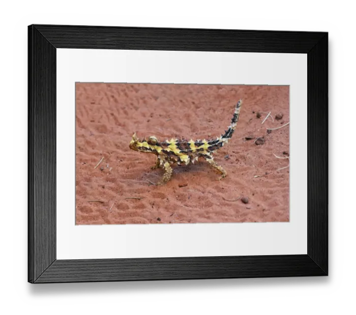 Framed Print : Thorny Devil (Moloch horridus) immature, walking on sand, Uluru-Kata Tjuta N. P Framed Print : Thorny Devil (Moloch horridus) immature, walking on sand, Uluru-Kata Tjuta N. P