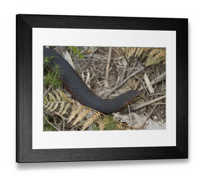 Framed Print : Lowland Copperhead (Austrelaps superbus) adult, Narawntapu N. P. Tasmania, Australia, February Framed Print : Lowland Copperhead (Austrelaps superbus) adult, Narawntapu N. P. Tasmania, Australia, February