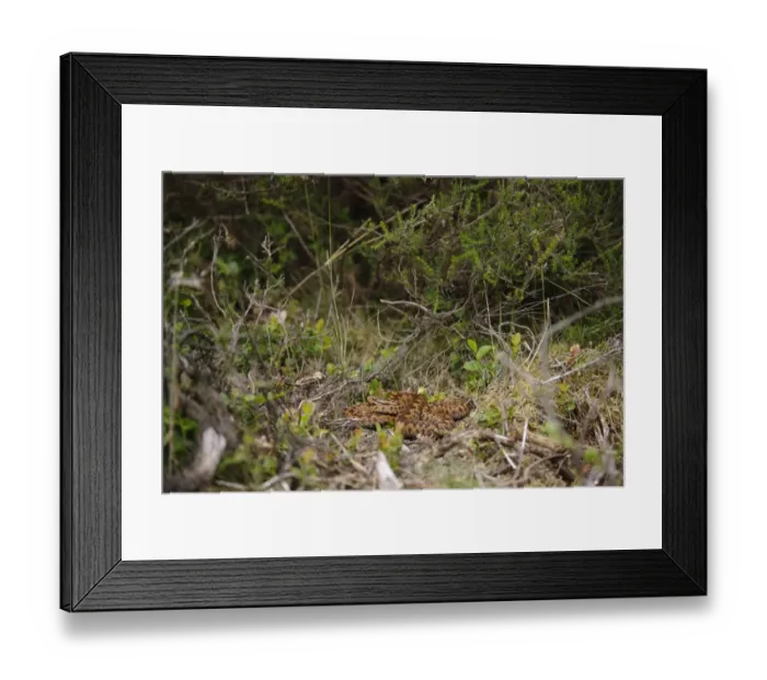 Framed Print : European Adder (Vipera berus) adult female, resting in undergrowth, Cannock Chase, Staffordshire, England, June