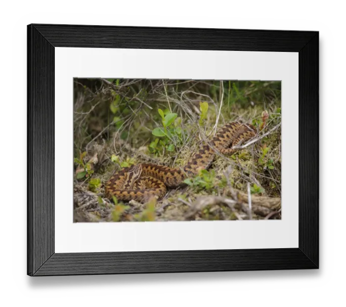 Framed Print : European Adder (Vipera berus) adult female, resting in undergrowth, Cannock Chase, Staffordshire, England, June Framed Print : European Adder (Vipera berus) adult female, resting in undergrowth, Cannock Chase, Staffordshire, England, June