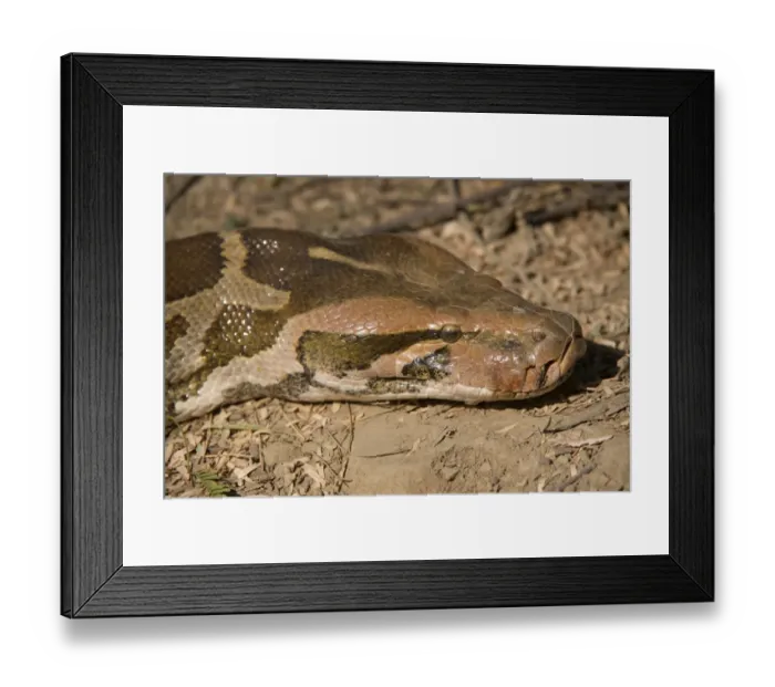 Framed Print : Indian Python (Python molurus) adult, close-up of head, Keoladeo Ghana N. P. (Bharatpur), Rajasthan, India, December