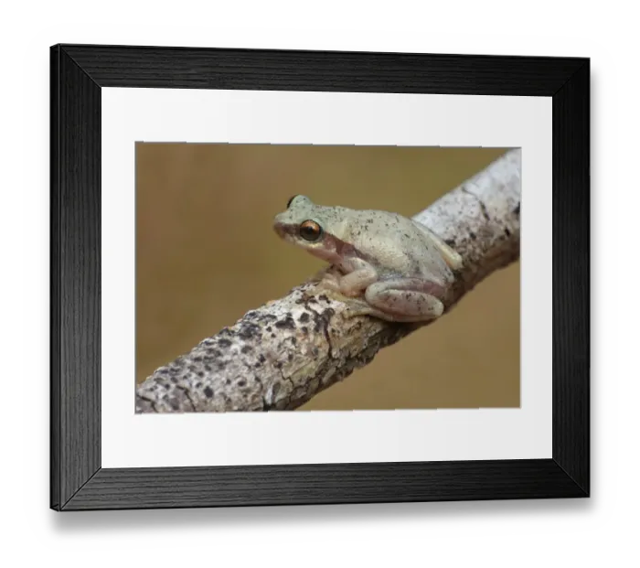 Framed Print : Desert Treefrog (Litoria rubella) adult, sitting on twig, Uluru-Kata Tjuta N. P Framed Print : Desert Treefrog (Litoria rubella) adult, sitting on twig, Uluru-Kata Tjuta N. P