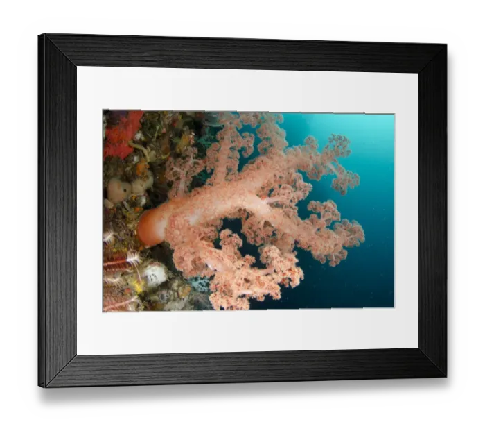 Framed Print : Orange Glomerate Tree Coral (Dendronephthya sp. ) and crinoids in reef, Horseshoe Bay, Nusa Kode, Rinca Island Framed Print : Orange Glomerate Tree Coral (Dendronephthya sp. ) and crinoids in reef, Horseshoe Bay, Nusa Kode, Rinca Island