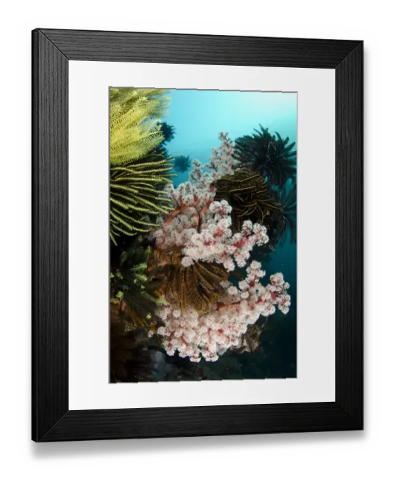 Framed Print : Soft red Divaricate Tree Coral (Dendronephthya sp. ) and crinoids in reef habitat, Horseshoe Bay, Nusa Kode Framed Print : Soft red Divaricate Tree Coral (Dendronephthya sp. ) and crinoids in reef habitat, Horseshoe Bay, Nusa Kode