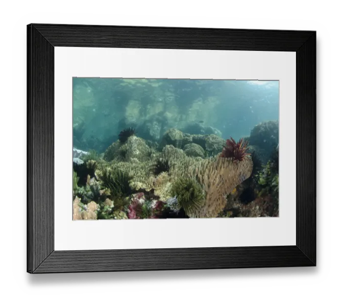 Framed Print : View of coral reef habitat, Horseshoe Bay, Nusa Kode, Rinca Island, Komodo N. P. Lesser Sunda Islands, Indonesia, March Framed Print : View of coral reef habitat, Horseshoe Bay, Nusa Kode, Rinca Island, Komodo N. P. Lesser Sunda Islands, Indonesia, March