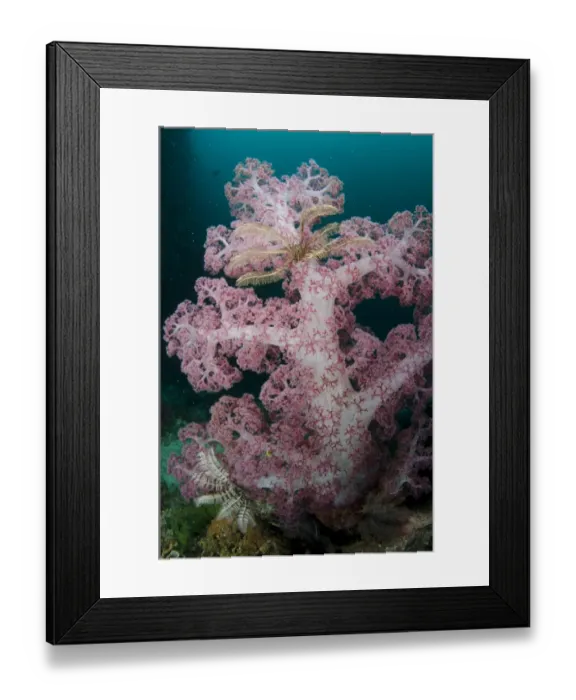Framed Print : Purple Glomerate Tree Coral (Dendronephthya sp. ) and crinoids in reef, Horseshoe Bay, Nusa Kode, Rinca Island Framed Print : Purple Glomerate Tree Coral (Dendronephthya sp. ) and crinoids in reef, Horseshoe Bay, Nusa Kode, Rinca Island