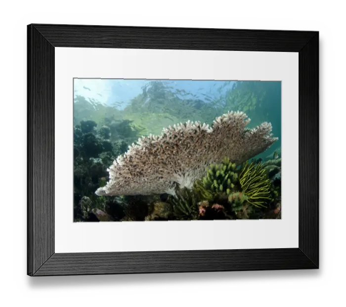 Framed Print : Table coral in reef habitat, Horseshoe Bay, Nusa Kode, Rinca Island, Komodo N. P. Lesser Sunda Islands, Indonesia, March Framed Print : Table coral in reef habitat, Horseshoe Bay, Nusa Kode, Rinca Island, Komodo N. P. Lesser Sunda Islands, Indonesia, March